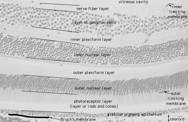 cross-section greyscale microscope image of retinal layers as horizontal stripes, from top to bottom labelled nerve fiber layer, layer of ganglion cells, inner plexiform layer, inner nuclear layer, outer plexiform layer, photoceptor layer (rods and cones) and retinal pigment epithelium. 