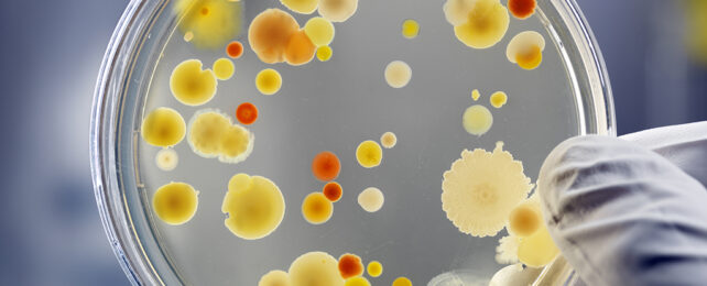 Bacteria dish
