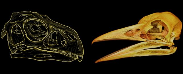 Beak Comparison