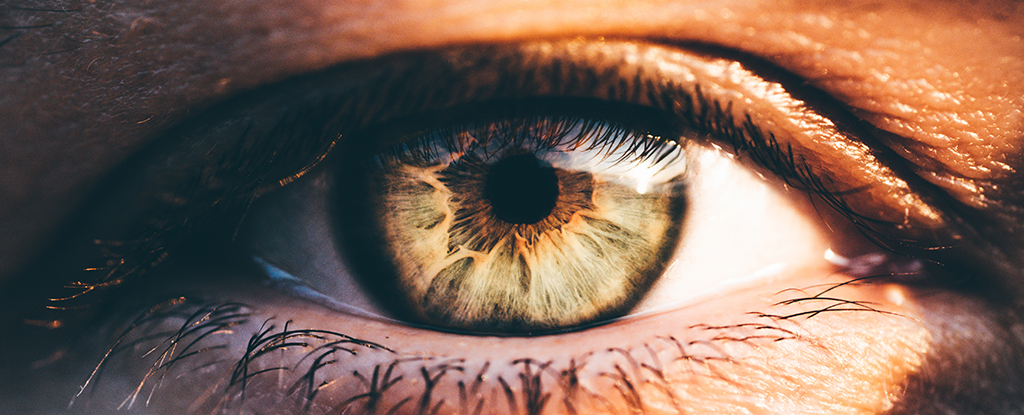 Experimental Drug Tested in Mice Repairs The Eye to Restore Vision