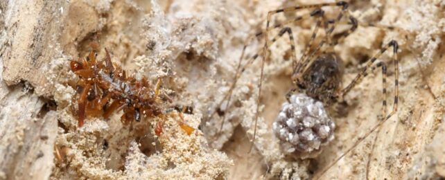 'Bone Collector' Caterpillar Wears Dead Bugs to Steal Prey From Spiders
