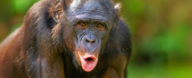 Bonobo Communication Reveals a Stunning Kinship to Human Speech
