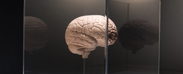 Brain in a box