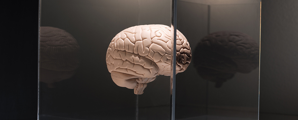 Scientists Could Have Solved a Massive Obstacle to Treating The Brain
