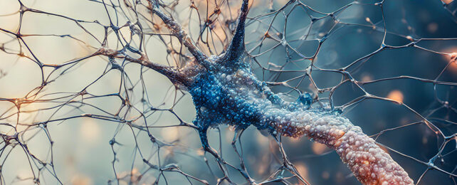 Brain networks