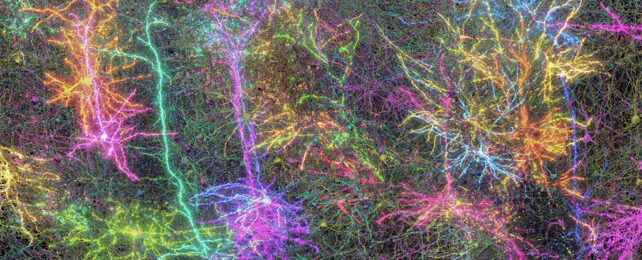 Brain wiring