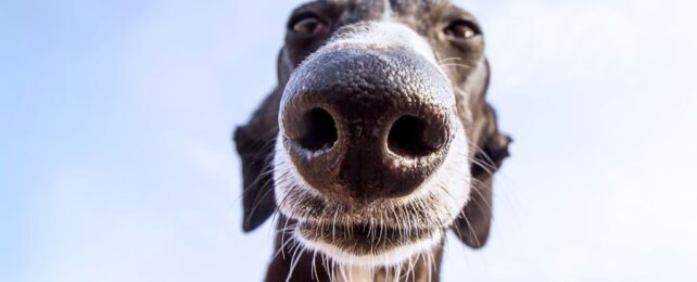 How Do Dogs Perceive The World? It All Starts With The Nose