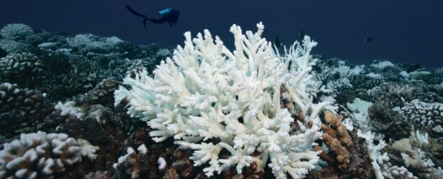 84% of Earth's Coral Reefs in Crisis as Worst Bleaching Event on Record Hits