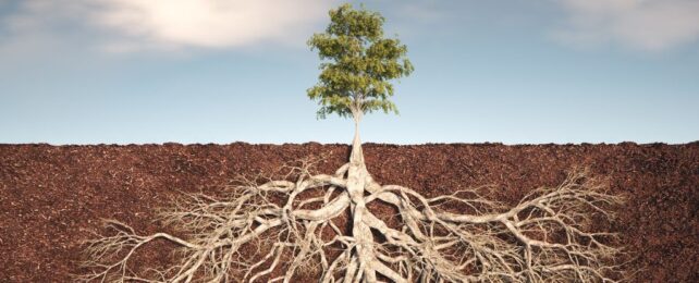 Life Deep Beneath The Soil Dominated by Mysterious New Phylum of Bacteria