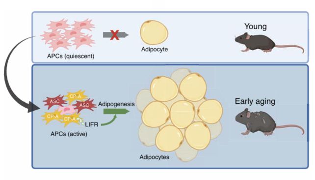 Diagram of fat stem cell changing with age