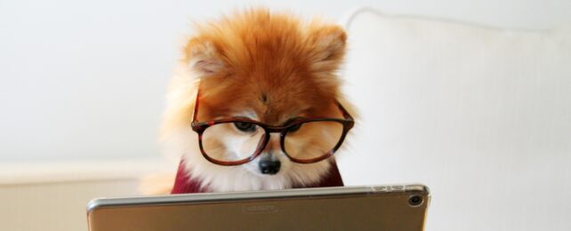 Dog With Glasses Reading
