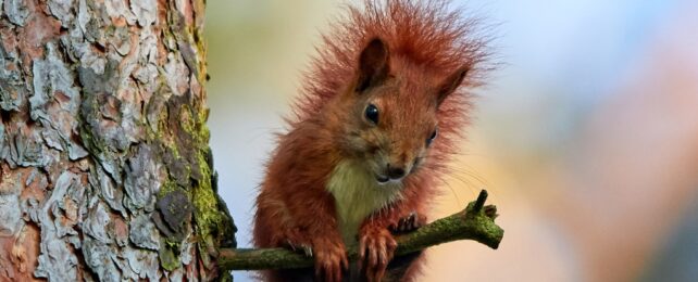Why Aren't Humans as Hairy as Other Mammals? Here's The Science.