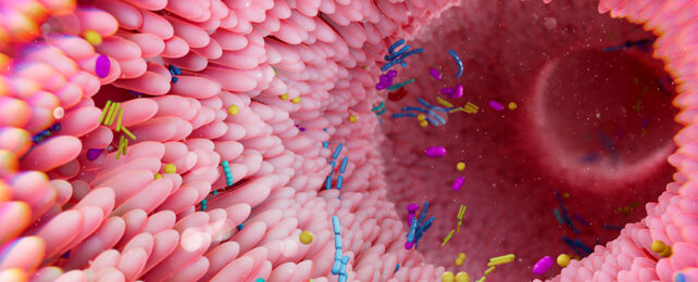 Gut bacteria