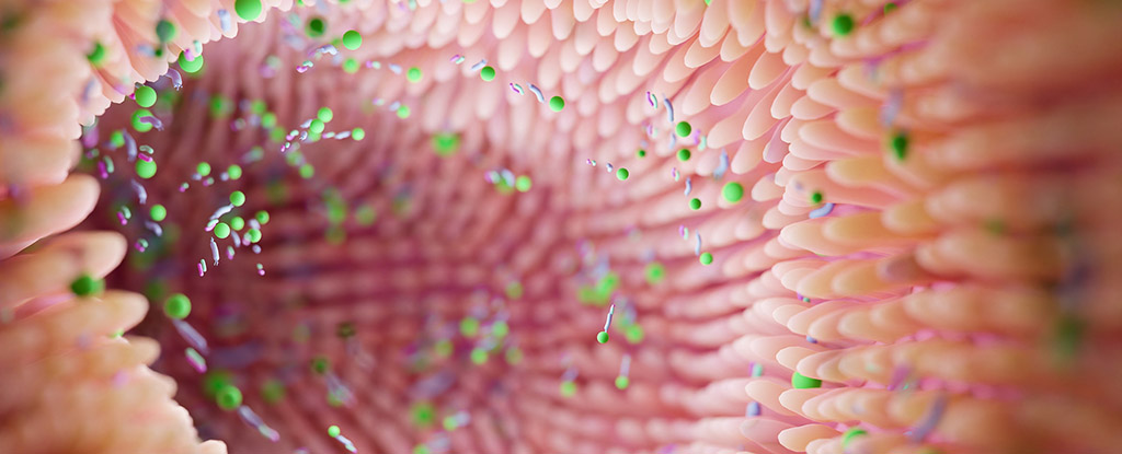 Common Gut Fungus May Protect Against Fatty Liver Disease, Study Finds