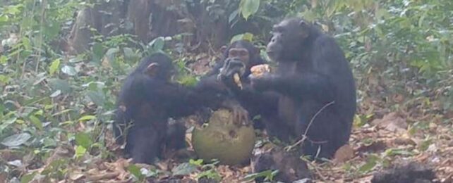 wild chimpanzees sharing fermented breadfruit