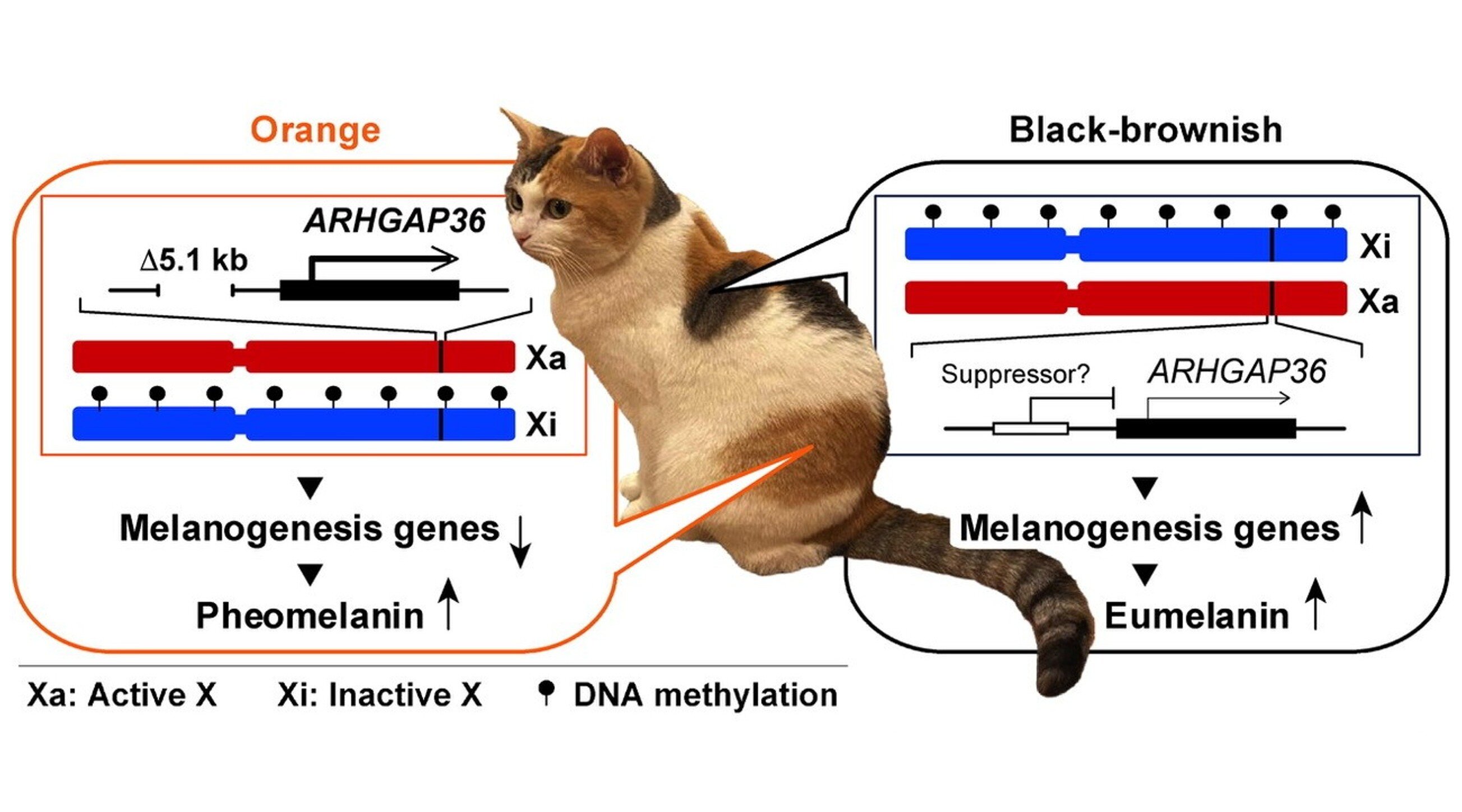 Diagram showing the differences in gene expression in the different color cat hair cells