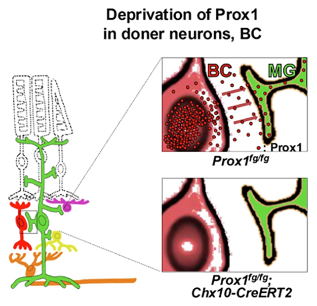 Removing Prox1
