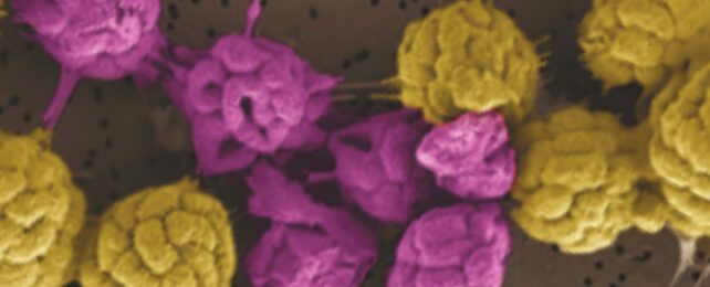 Strange Bacteria That Can't Live Alone Hint at Early Steps to Complex Life
