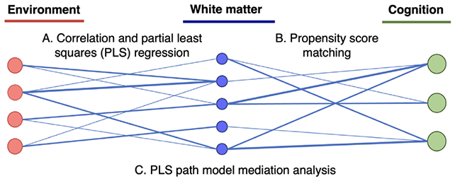 White matter study design