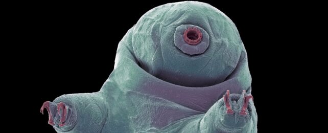 Tardigrades Reveal The Secret to Surviving The Extremes of Space