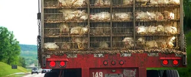 Bird Flu Is Evolving Dangerously, But We Can Prevent a Disaster