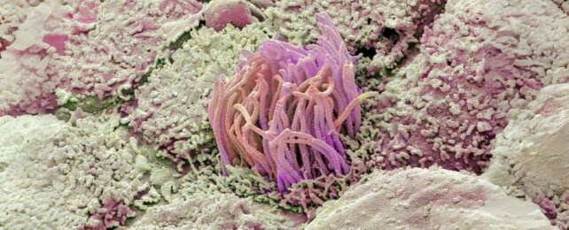 This Overlooked Bodily Waste Product Is Proving Useful For Medical Research