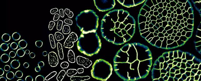 microscope image shows cells on a black background, visible by their white/green outlines. from left to right, they go from being many of single cells, to large circular shapes made up of many cells.