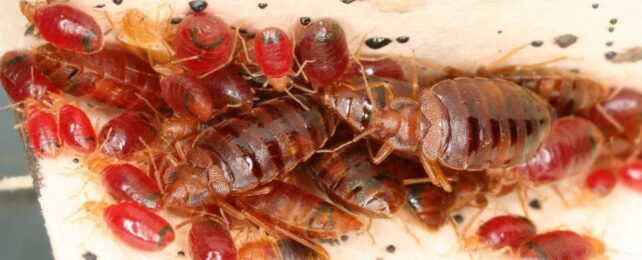 macro photo of many reddish bed bugs clustering on a mattress seam.