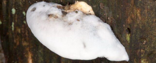 a white fuzzy bracket fungus growing on wood