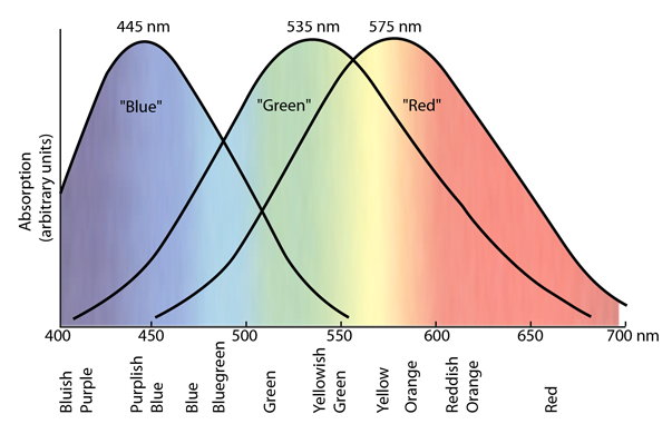 Cone Colors