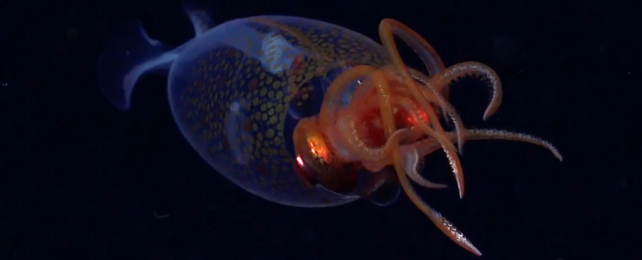 colossal squid