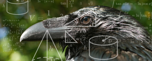 photo of a black carrion crow's head side-on, overlaid with geometry equations