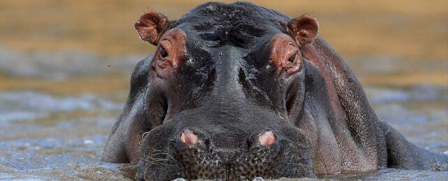 hippo in water