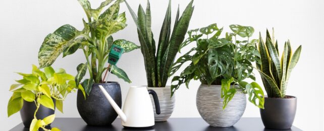 Our Relationships With Indoor Plants Come in 4 Types, Study Finds