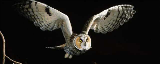 long eared owl flying in dark night