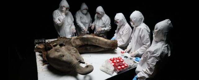 mammoth dissection