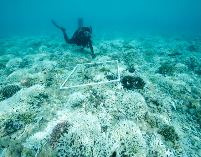 84% of Earth's Coral Reefs in Crisis as Worst Bleaching Event on Record Hits