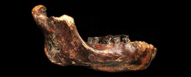 First Denisovan Fossil Discovered in Taiwan Reveals Secrets of Our Ancient Relatives