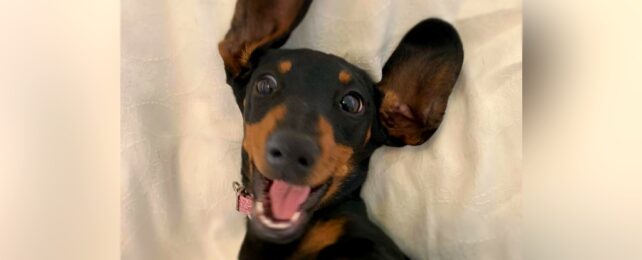 sausage dog