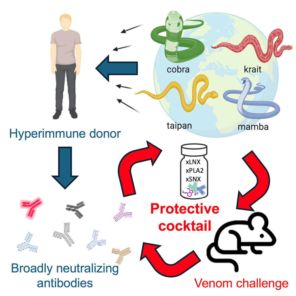 a diagram summarises the methods: hyperimmune donor is exposed to multiple snakes' venoms, produces broadly neutralizing antibodies, used to create protective cocktail that helps mice survive venom challenge from snakes