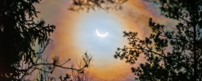 Trees 'Sync Up' During a Solar Eclipse in a Forest-Wide Phenomenon