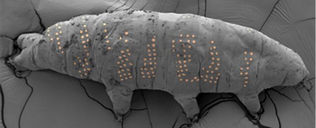 Scientists 'Tattoo' Tardigrades in Nanotechnology Breakthrough