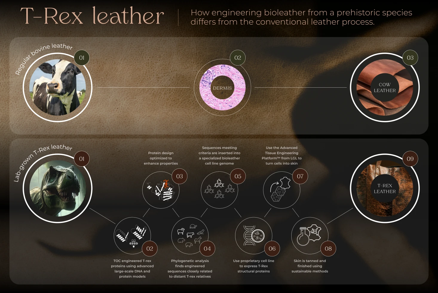 an infographic shows a visual depiction of the theoretical process involved in producing leather based on fossil t-rex collagen. a subheading reads 'how engineering bioleather from a prehistoric species differs from the conventional leather process.'