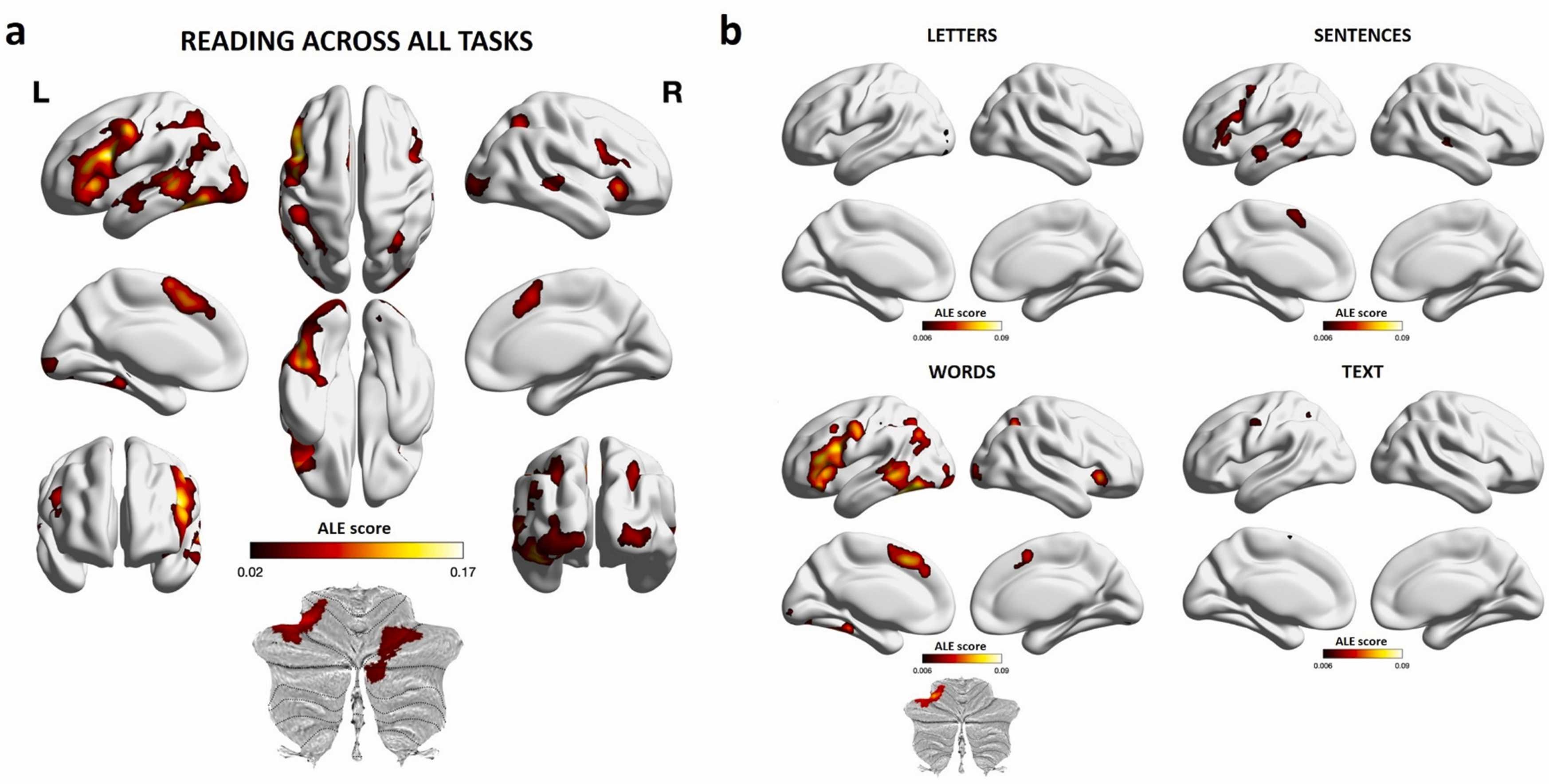 diagram showing 3d models of brains with average brain areas engaged during a task highlighted in red, for all tasks, letters, sentences, text and words.