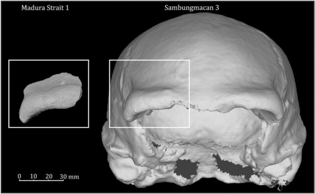 Underwater Homo Erectus Fossil Skull