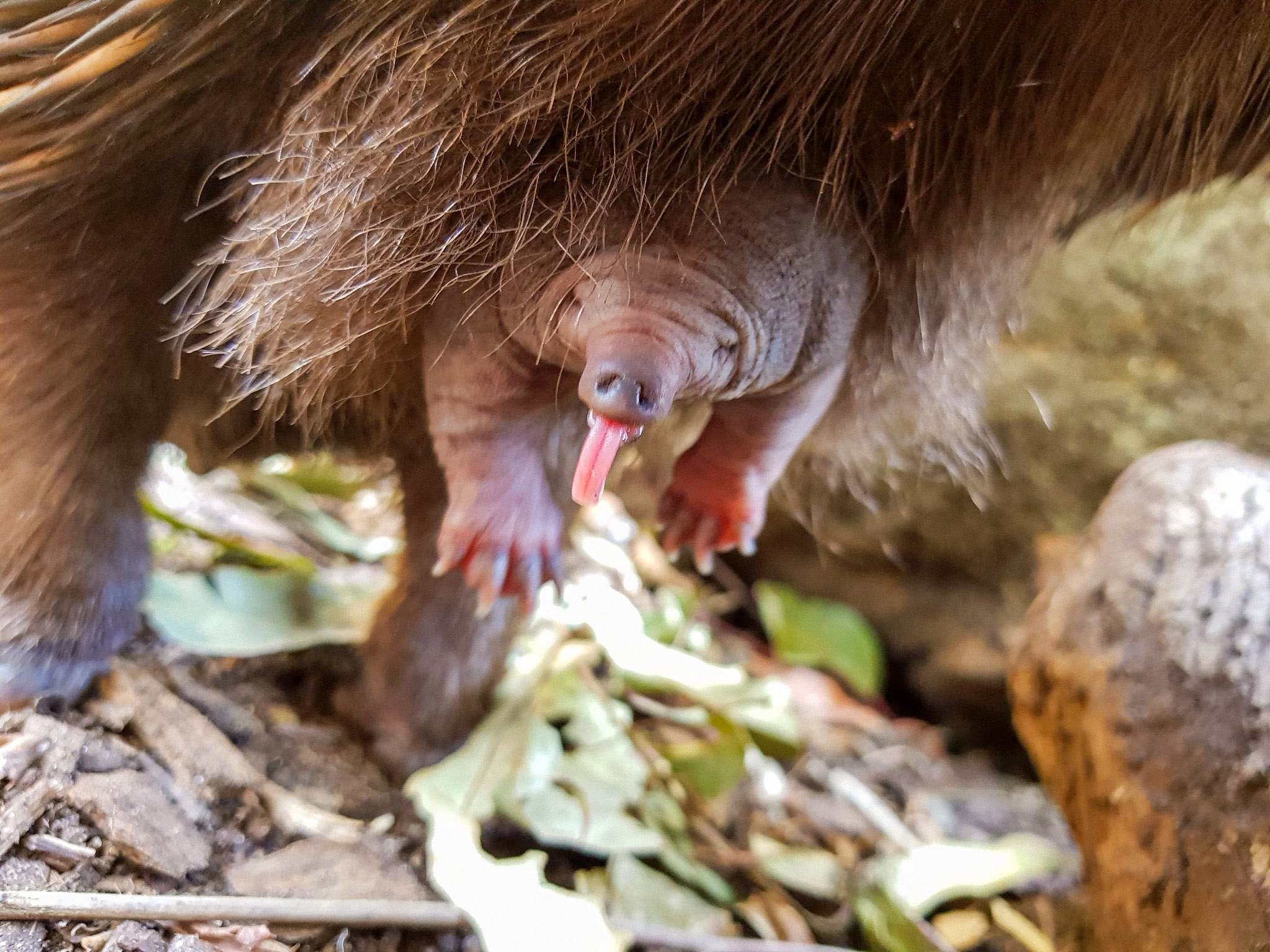 an echidna puggle, still without spikes and with lots of pink skin folds, sticks its head out from between its mothers legs, sticking its long tongue out.