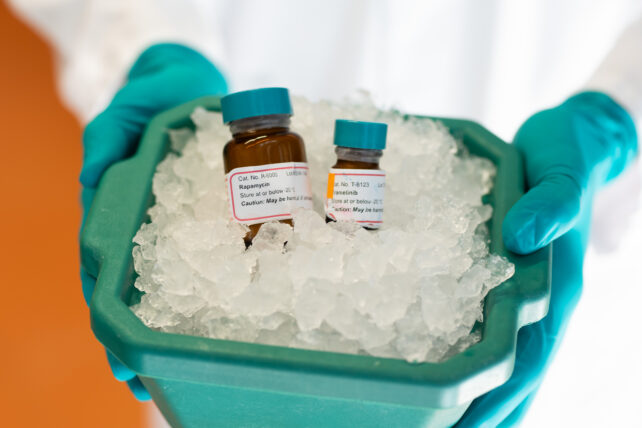 Anti-Aging Cocktail Extends Mouse Lifespan by About 30 Percent