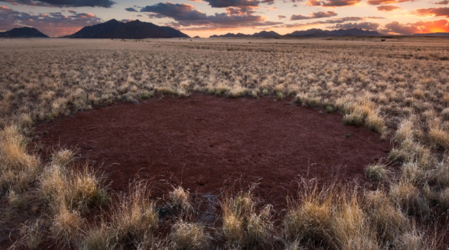 fairy circle