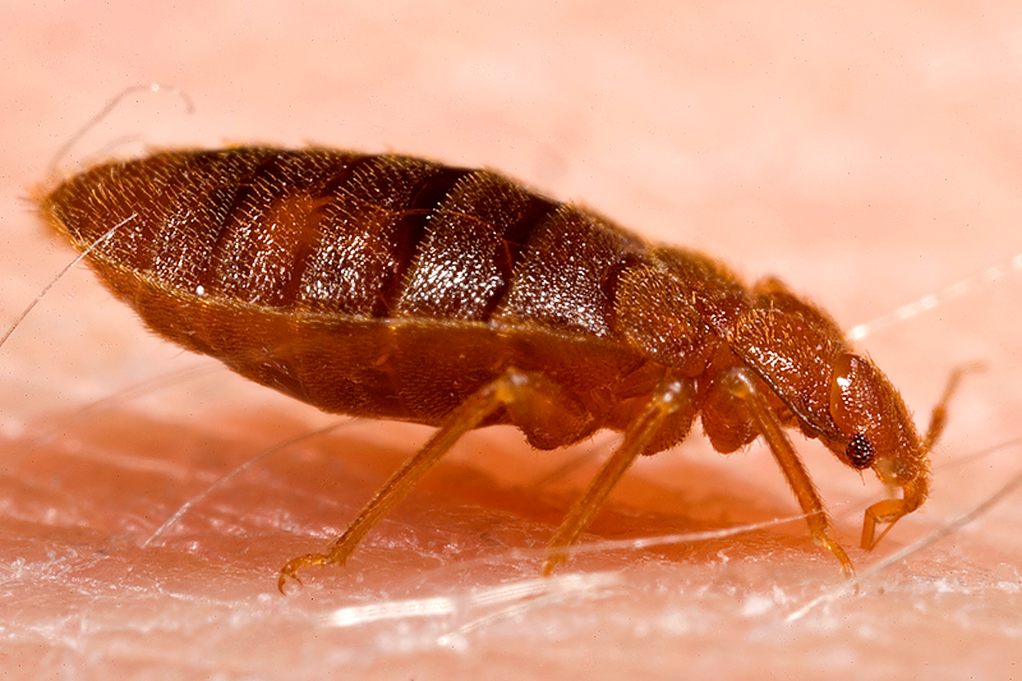 macro photo of a brown segmented insect on pale pink human skin.