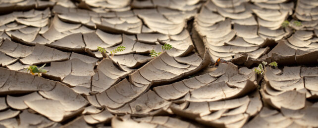 dry earth at Ai-Ais Richtersveld Transfrontier Park in South Africa
